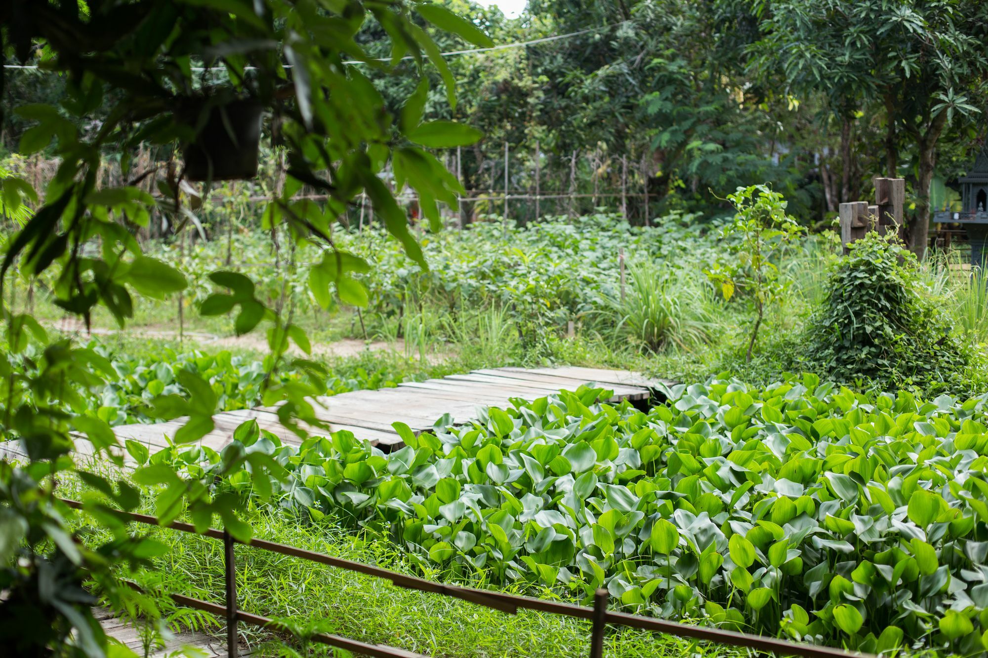 Isann Lodge Siem Reap Esterno foto